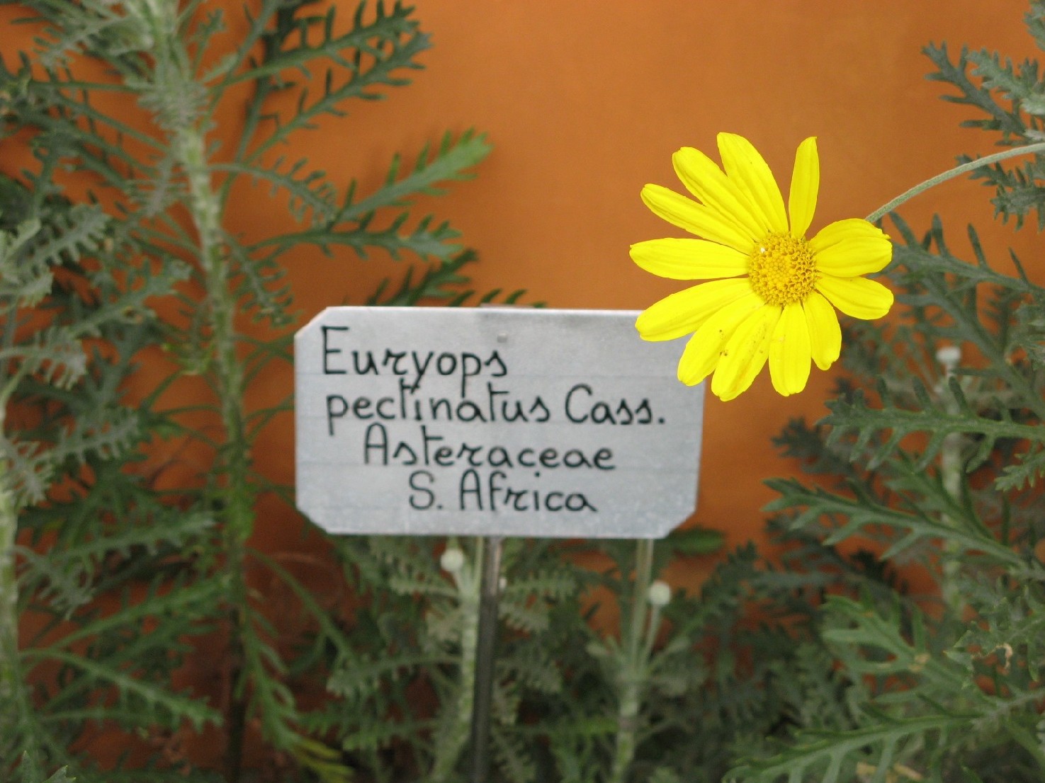 Euryops pectinatus